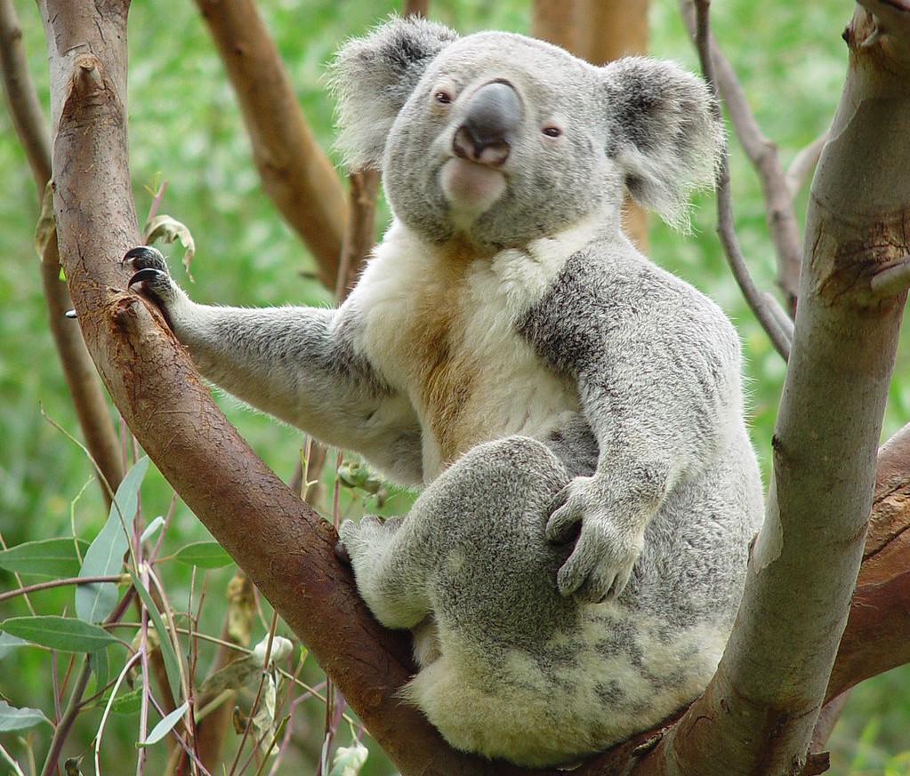 1024px-Koala_Perth_Zoo-e1403004105649