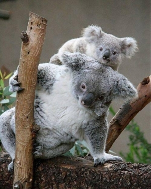 s-Koalas